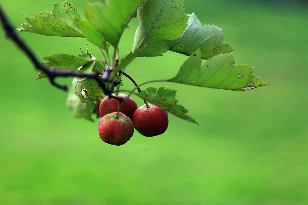 山楂 062_副本.jpg