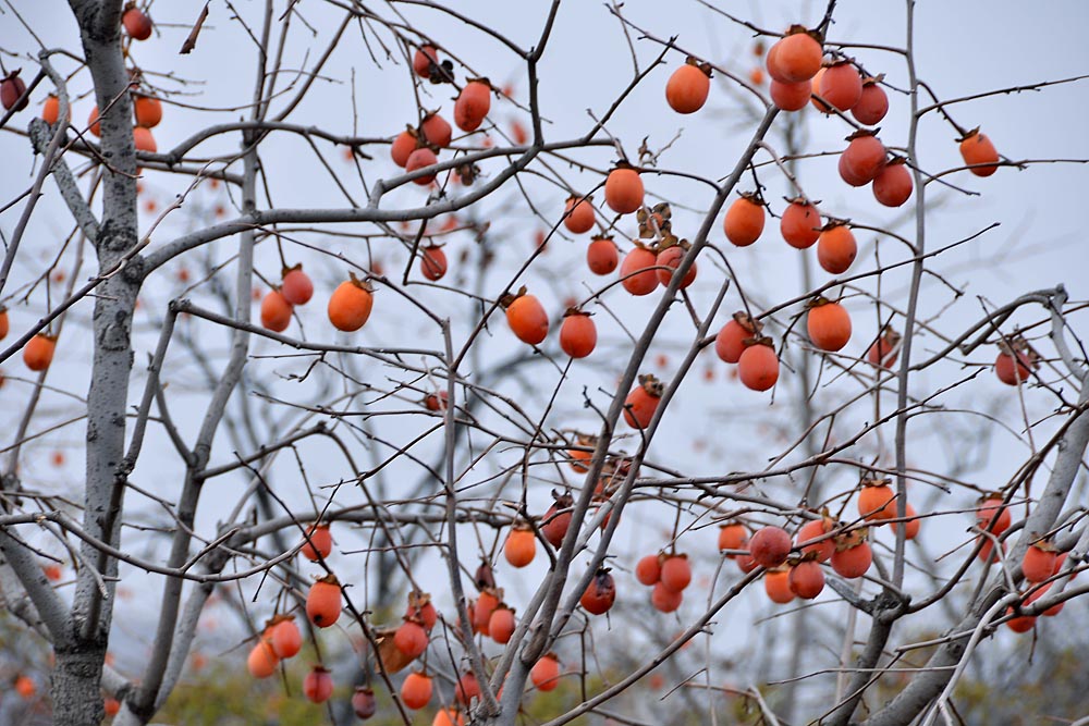 柿子 村 (13).jpg