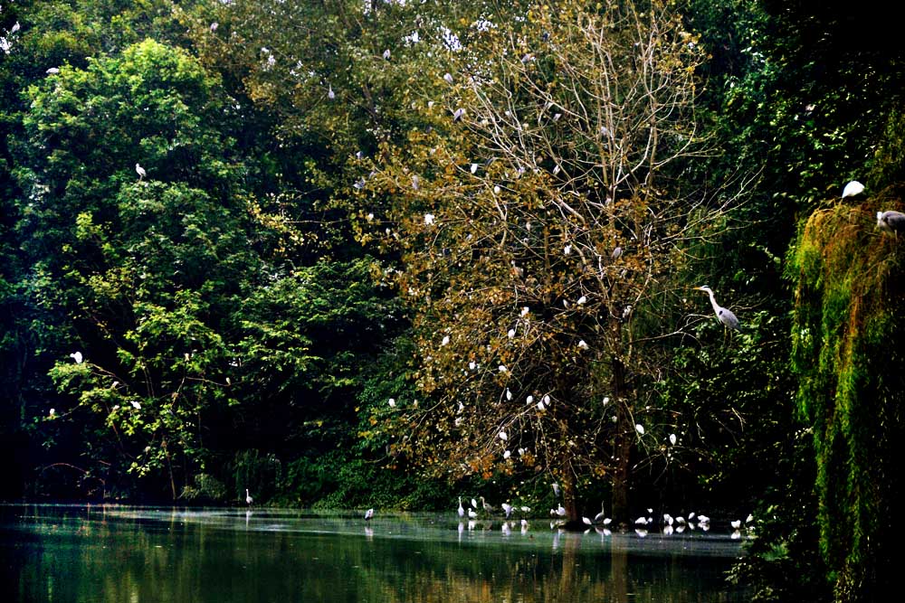 涴花溪公园 (18).jpg