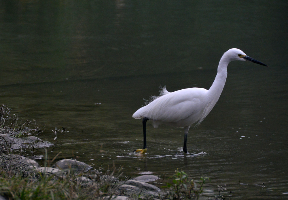涴花溪公园 (20).jpg