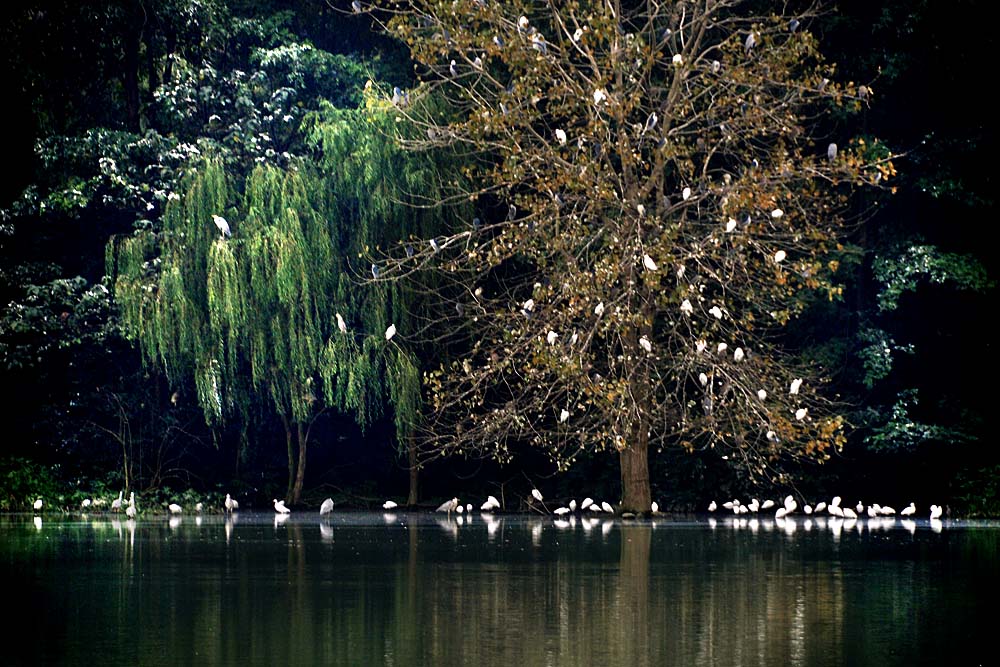 涴花溪公园 (28).jpg