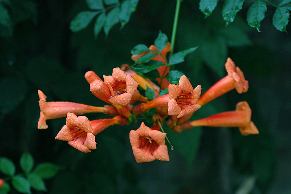 凌霄花开 (2).jpg