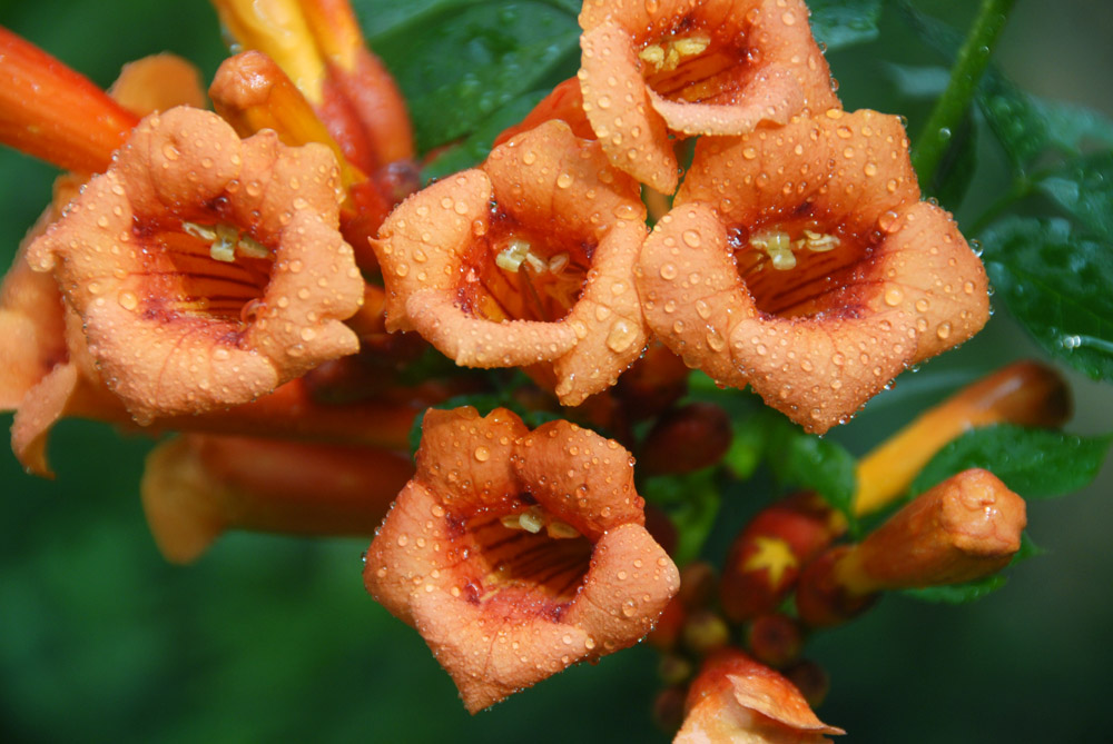 凌霄花开 (3).jpg