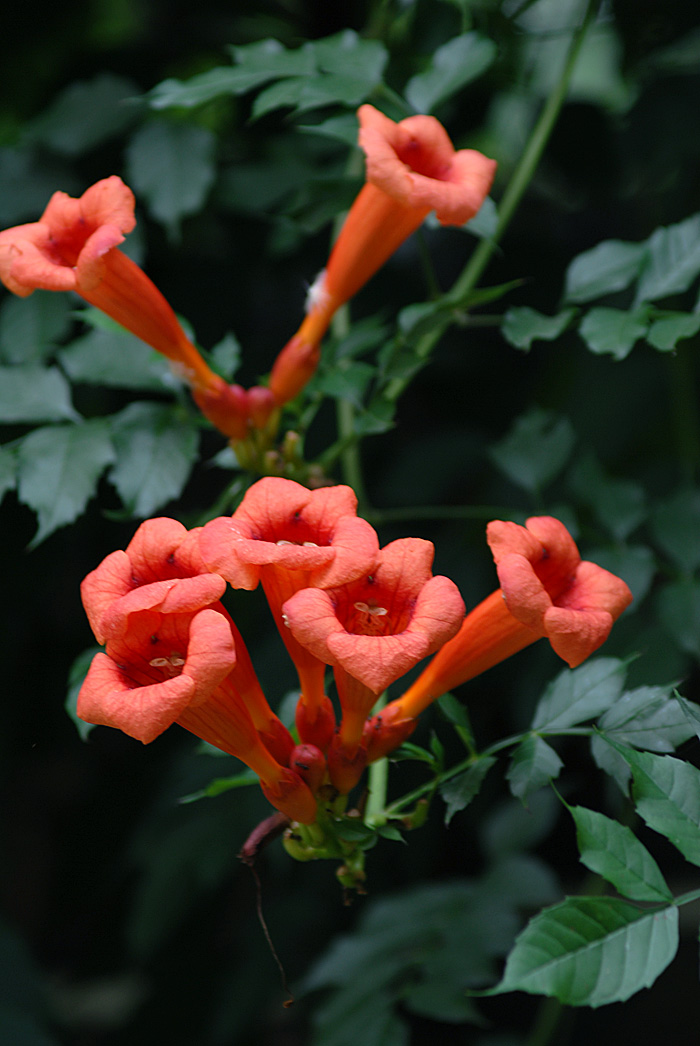 凌霄花开 (4).jpg