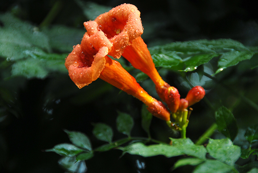 凌霄花开 (5).jpg