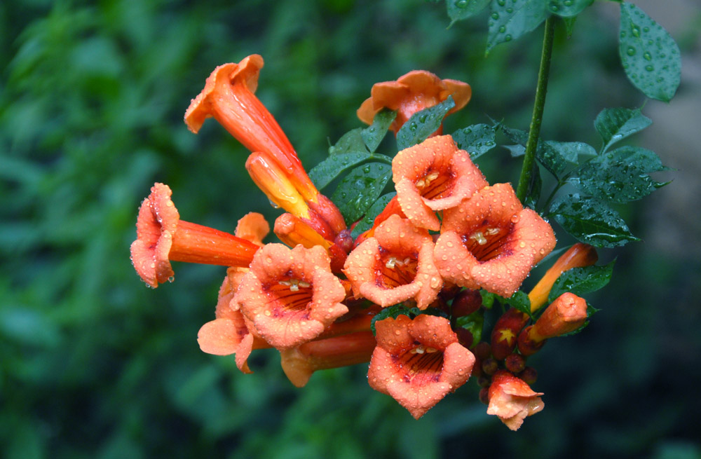 凌霄花开 (6).jpg