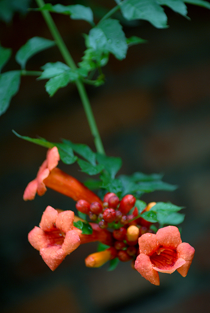 凌霄花开 (9).jpg