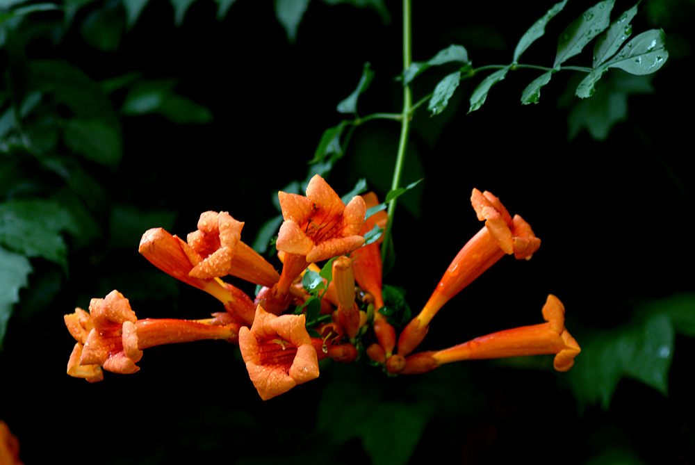 凌霄花开 (10).jpg