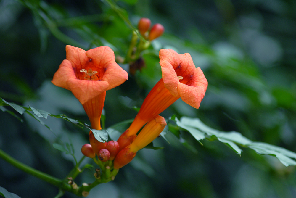 凌霄花开 (11).jpg