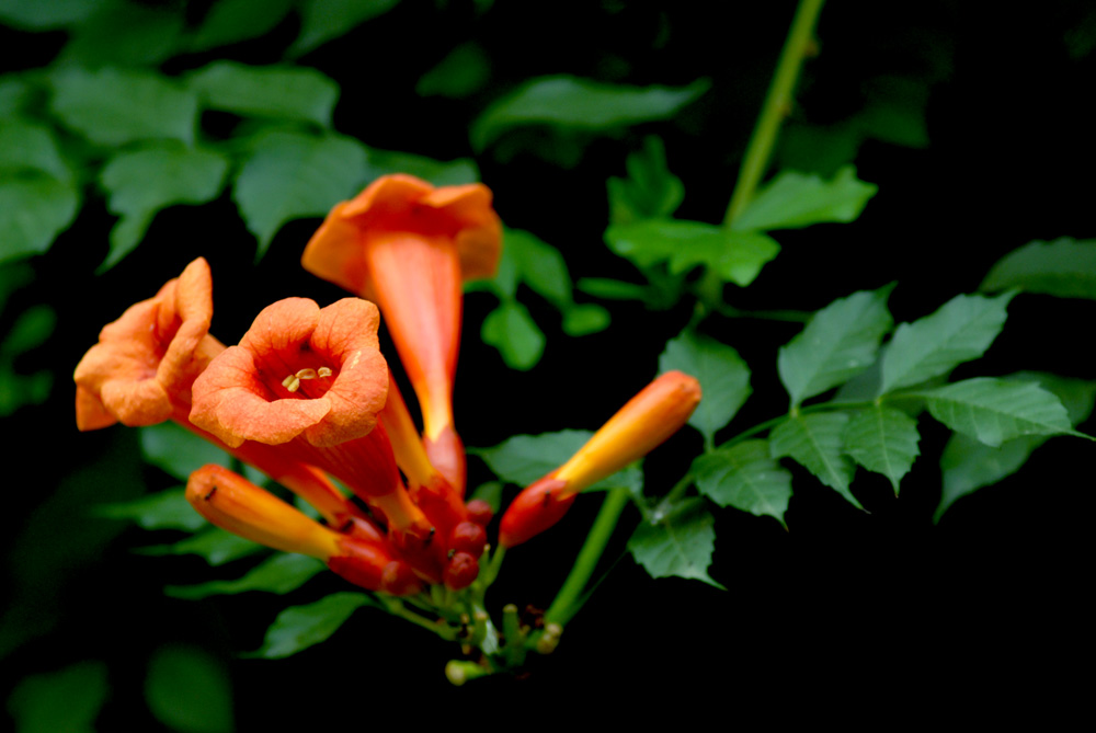 凌霄花开 (12).jpg