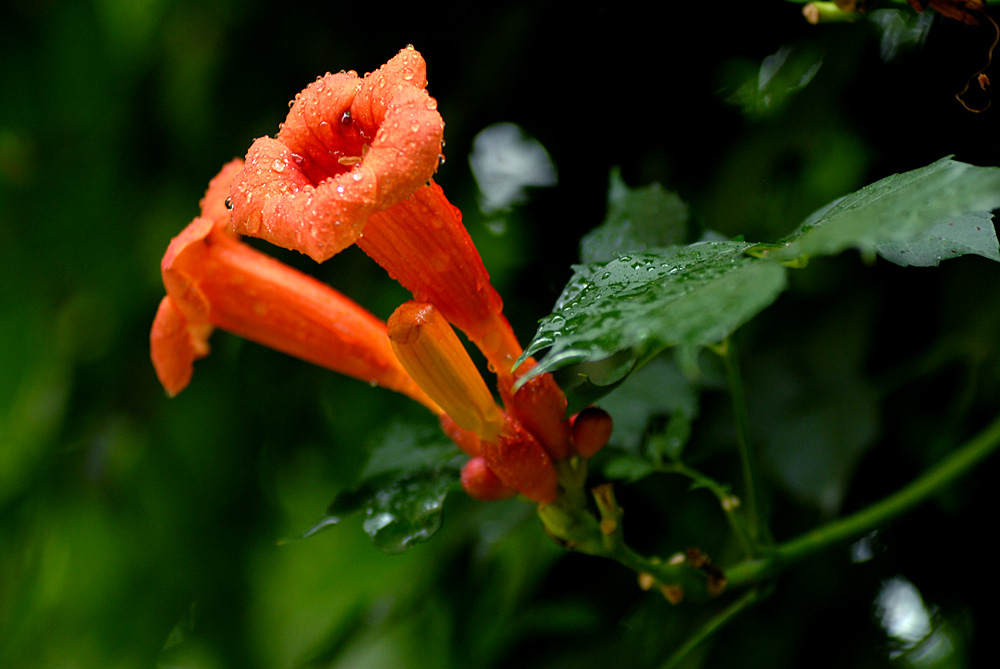 凌霄花开 (13).jpg