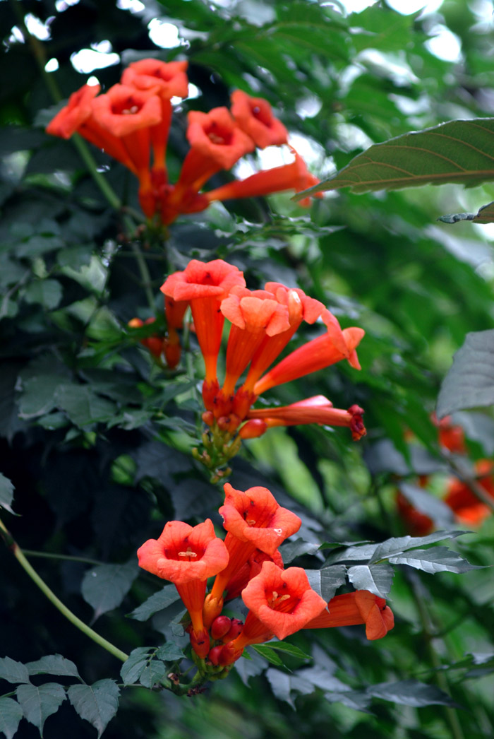 凌霄花开 (14).jpg