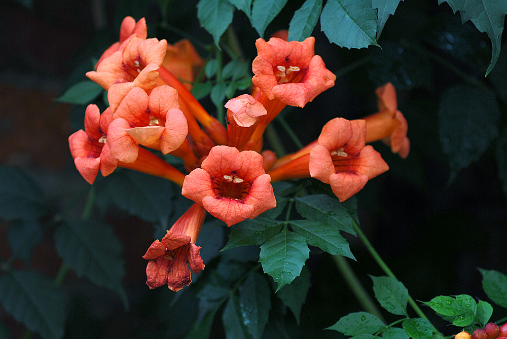 凌霄花开 (15).jpg