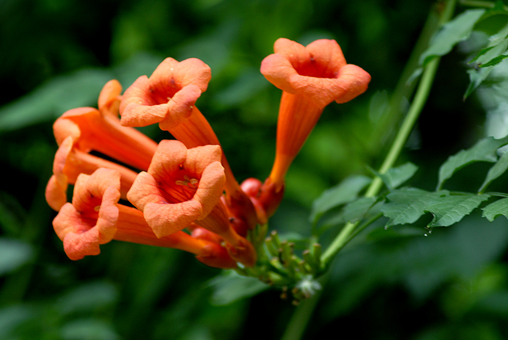凌霄花开 (22).jpg