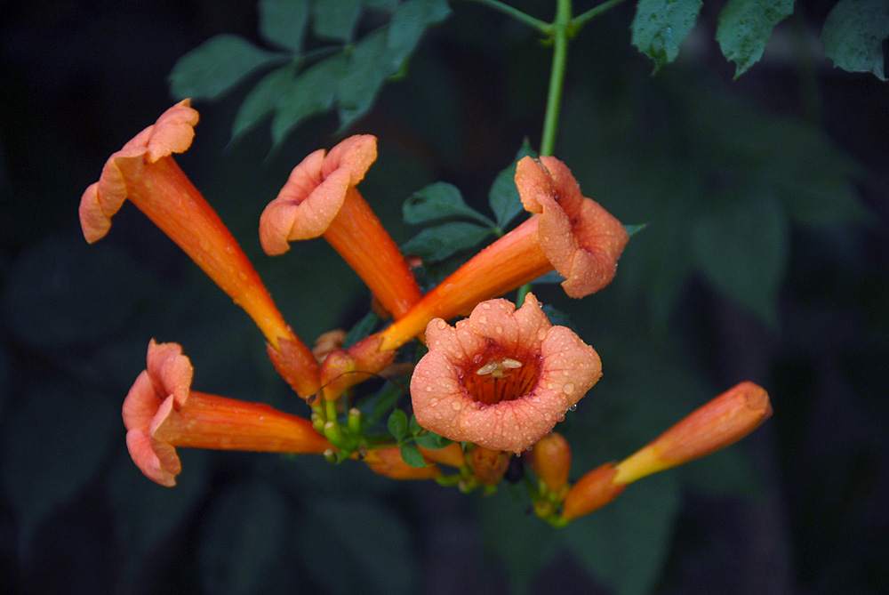 凌霄花开 (25).jpg