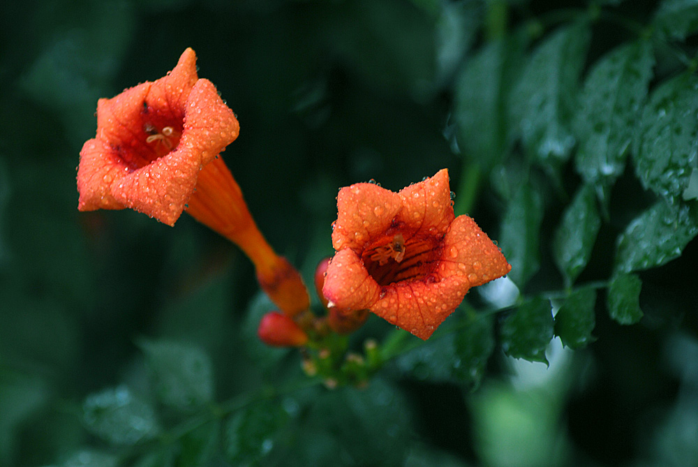凌霄花开 (27).jpg