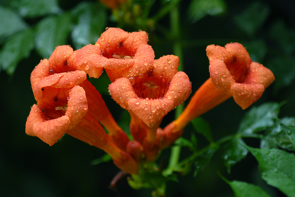 凌霄花开 (31).jpg