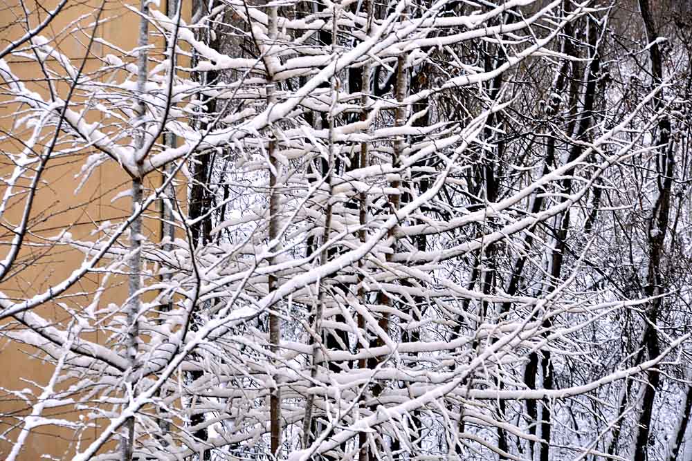 窗外 雪景 (6).jpg