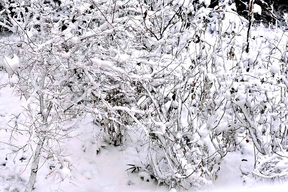 窗外 雪景 (9).jpg