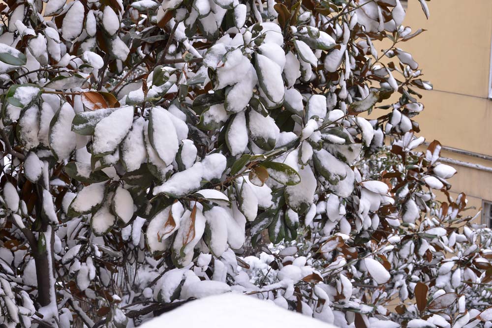 窗外 雪景 (11).jpg