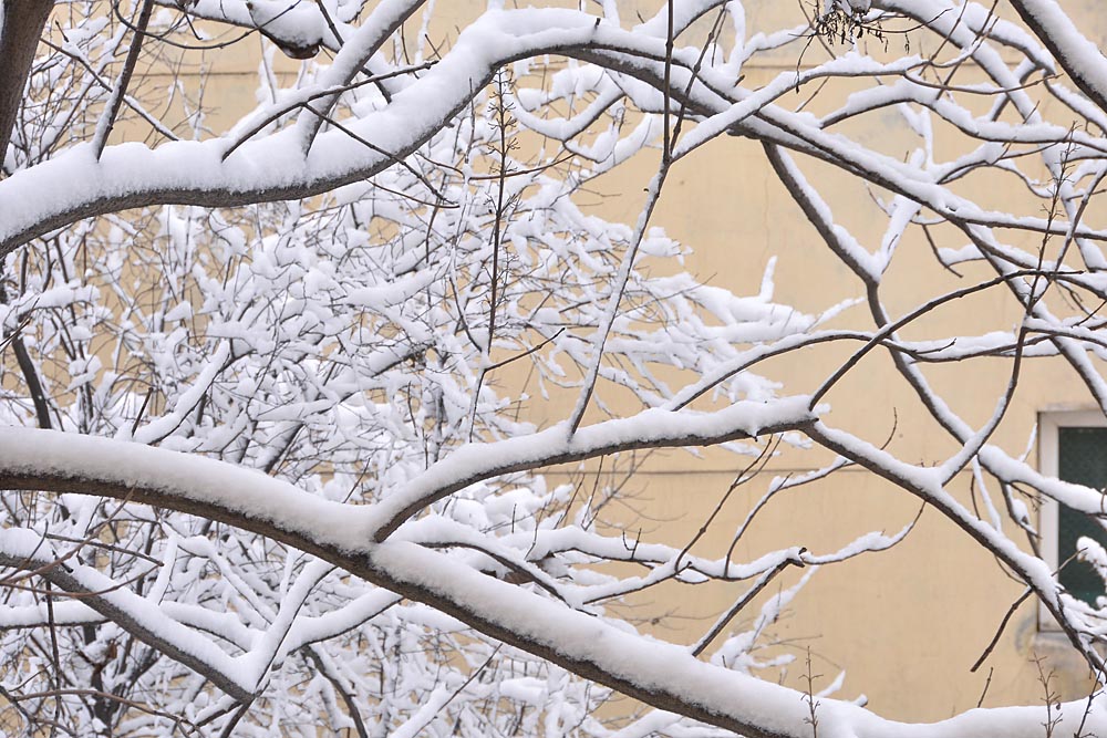 窗外 雪景 (18).jpg