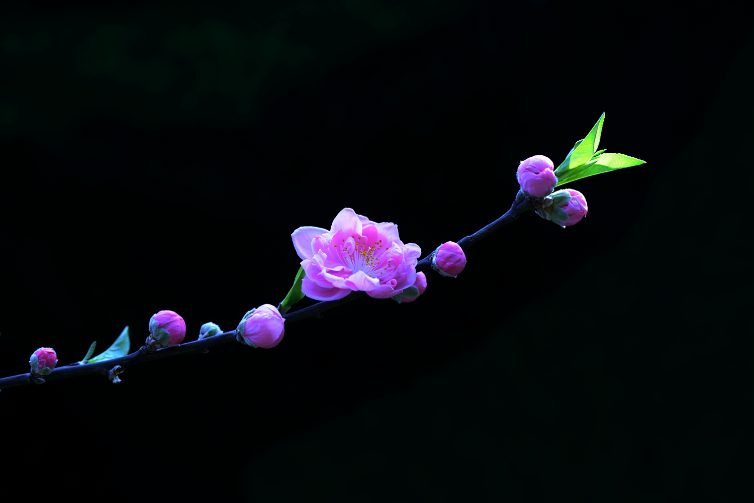 桃花盛开迎新春