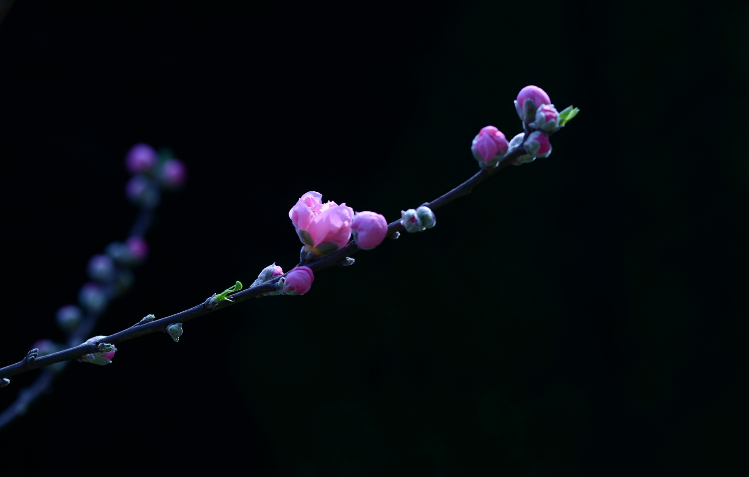 桃花盛开迎新春