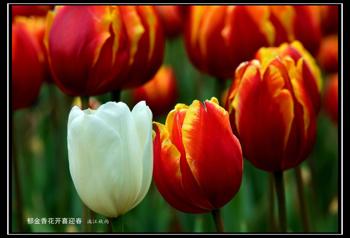 DSC_4241_副本.jpg