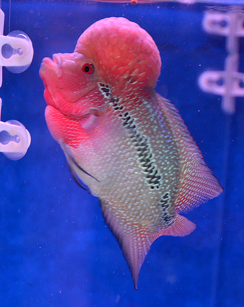 观赏鱼 (6).jpg