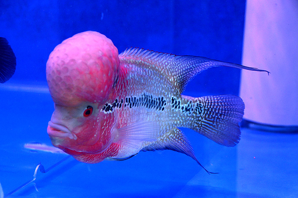 观赏鱼 (10).jpg