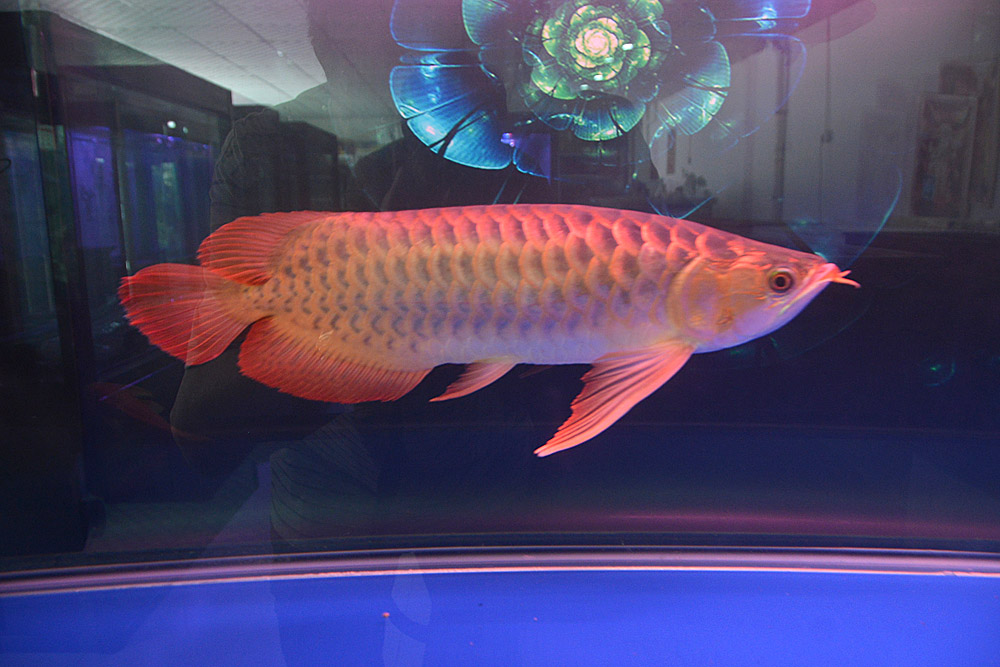 观赏鱼 (24).jpg