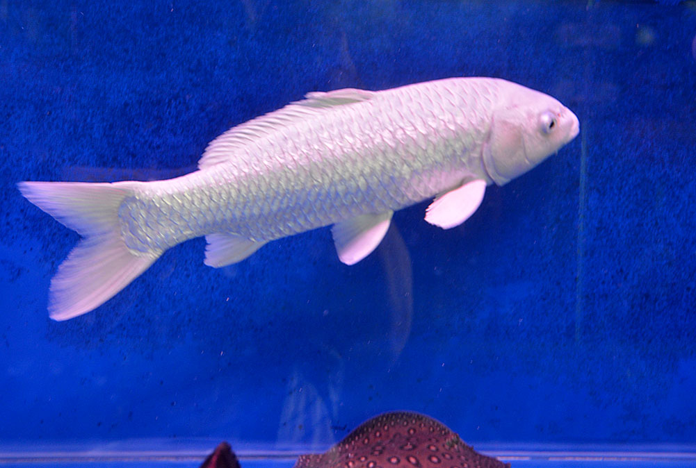 观赏鱼 (3).jpg