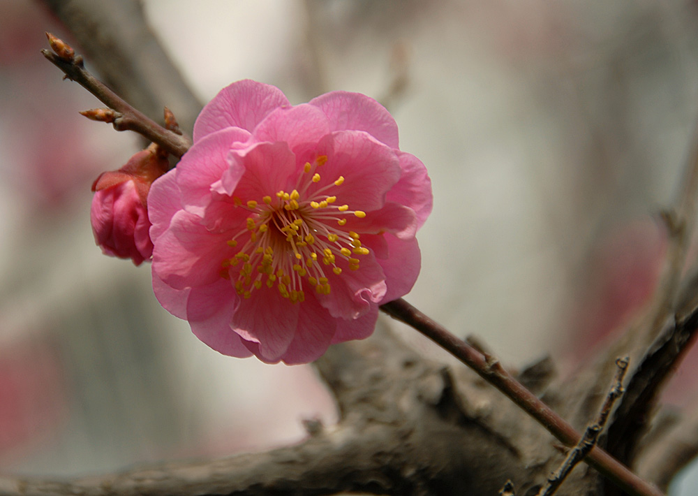 梅花 (18).jpg