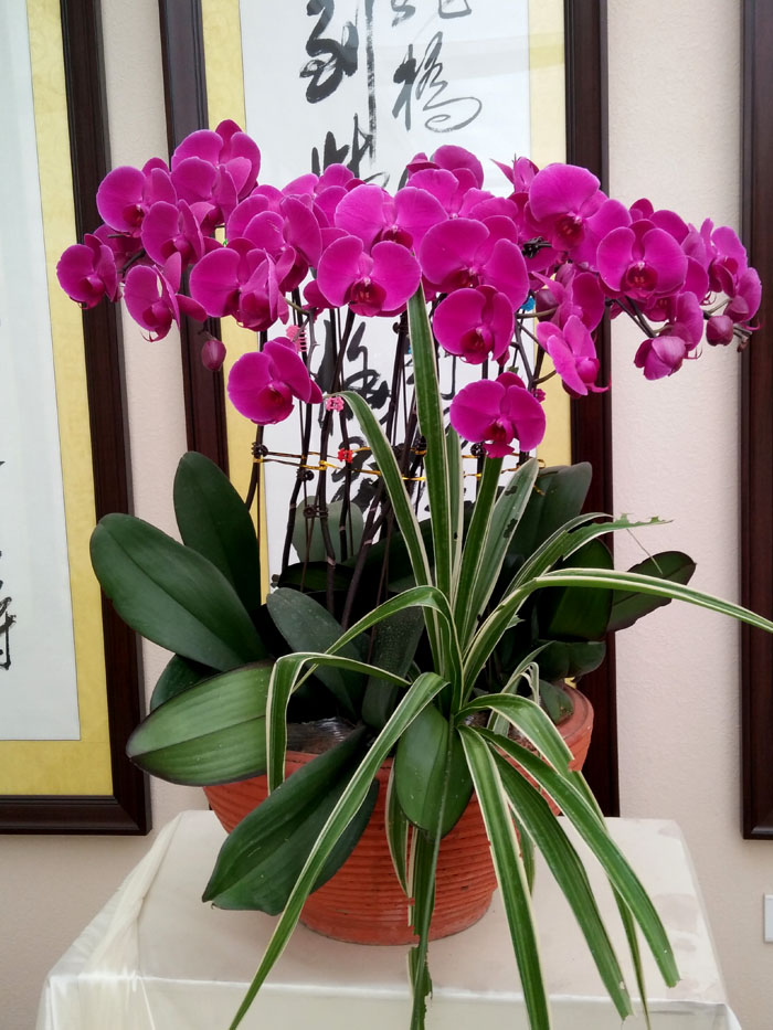 蝴蝶兰 (21).jpg