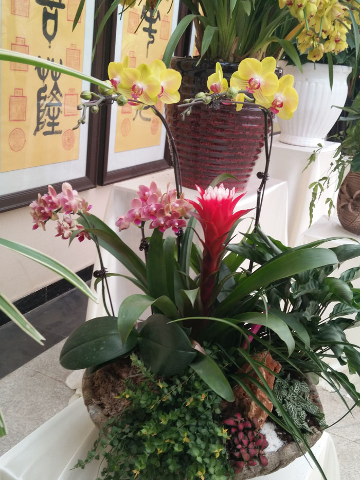 蝴蝶兰 (22).jpg