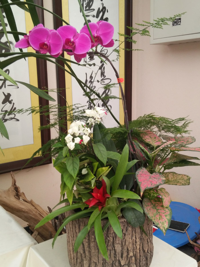 蝴蝶兰 (26).jpg