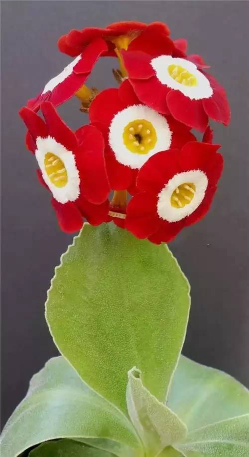 a5b7363c18da5b05befb0ec89ef02d03.jpg a5b7363c18da5b05befb0ec89ef02d03.jpg