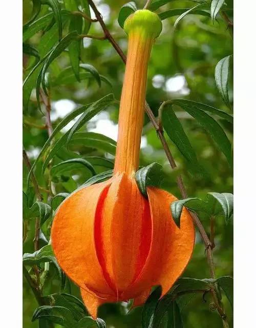 dc734b2e65b88bf23b08346273efcd46.jpg dc734b2e65b88bf23b08346273efcd46.jpg