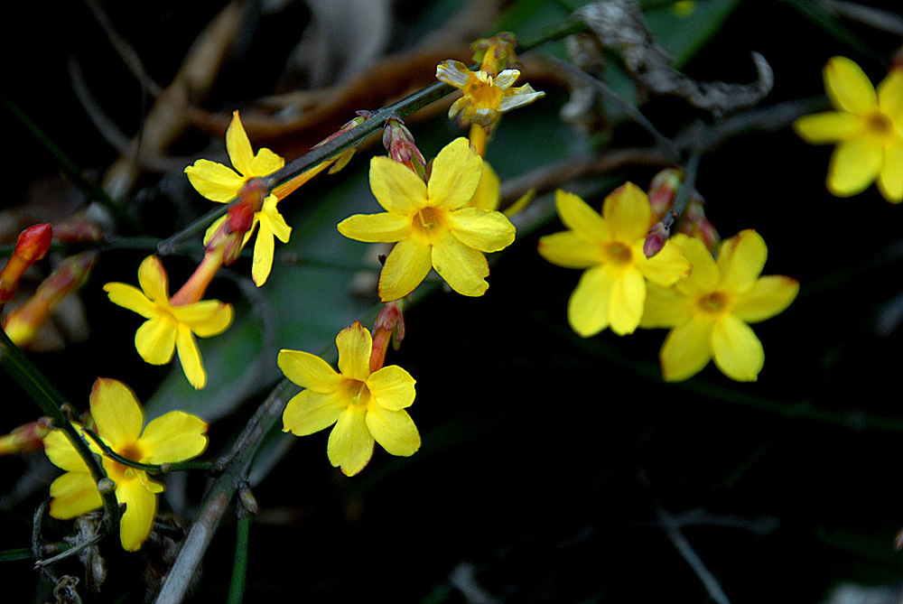 迎春花 .jpg