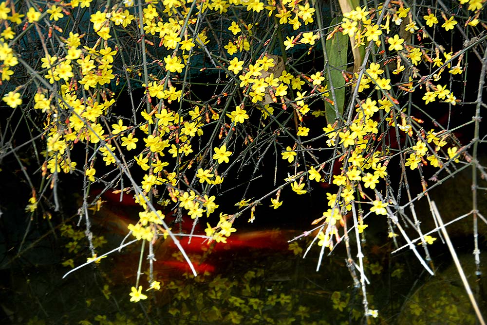 迎春花 (2).jpg