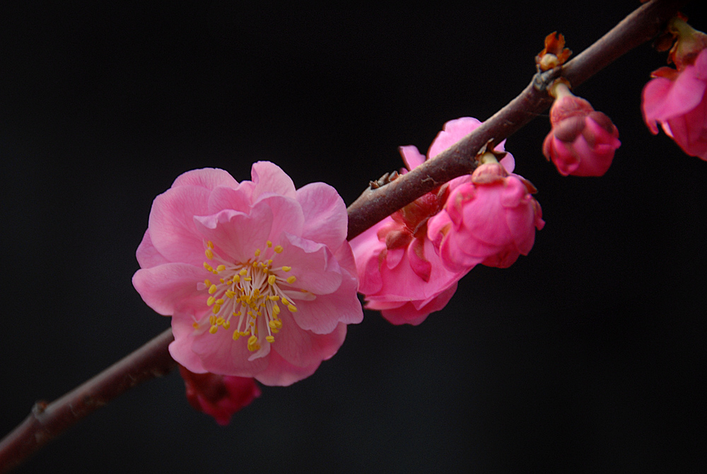 红梅 (9).jpg