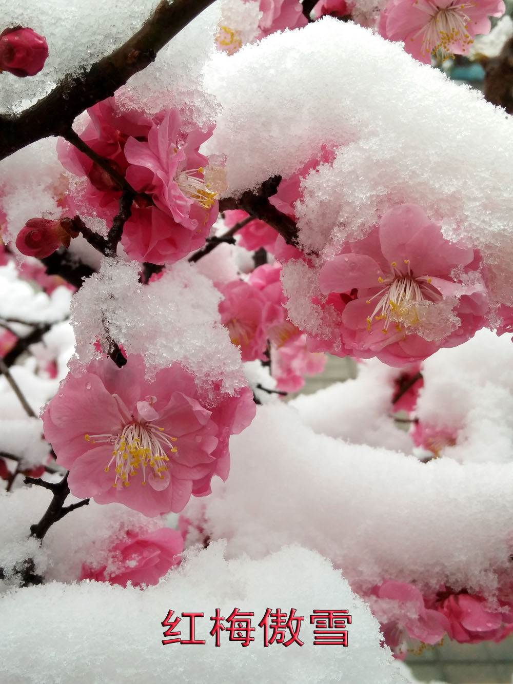 红梅 傲雪.jpg