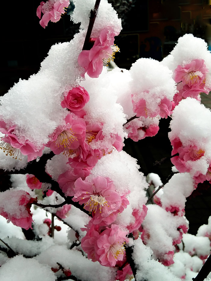 红梅 傲雪 (3).jpg