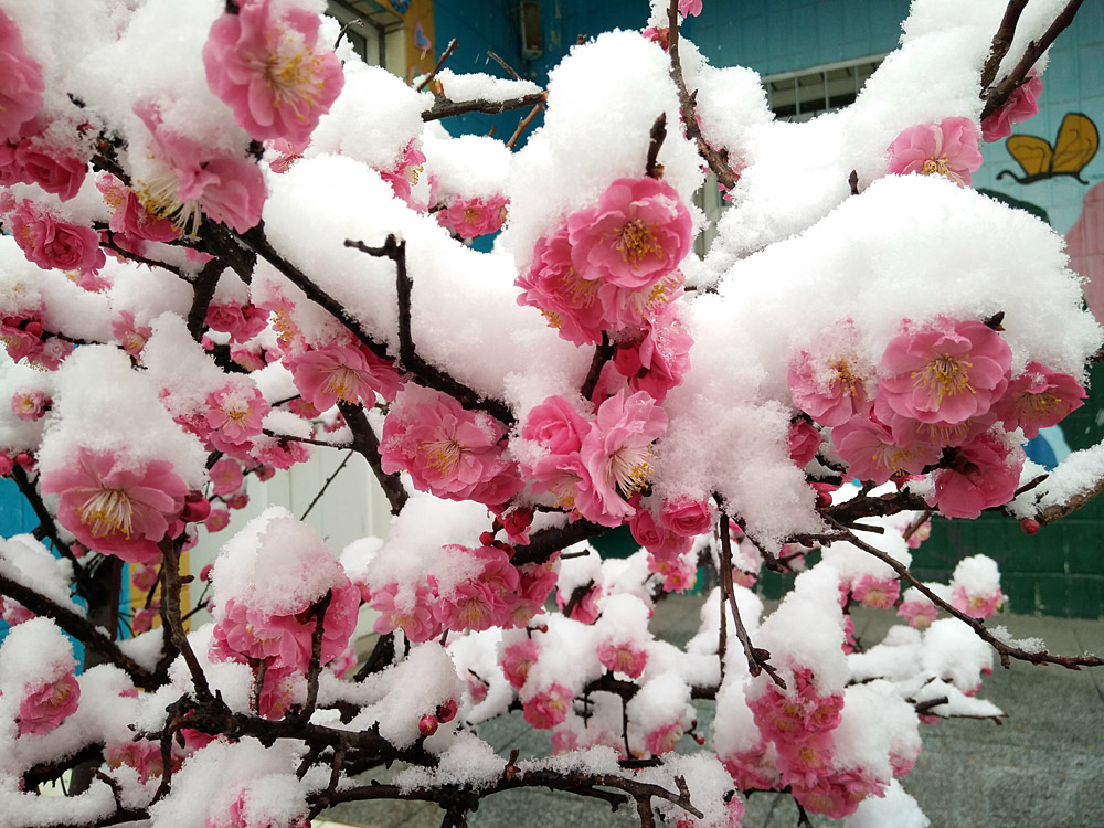 红梅 傲雪 (4).jpg