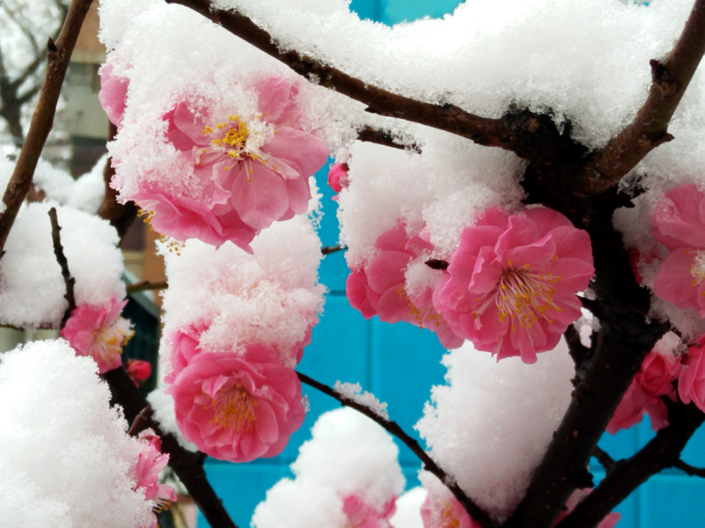 红梅 傲雪 (5).jpg