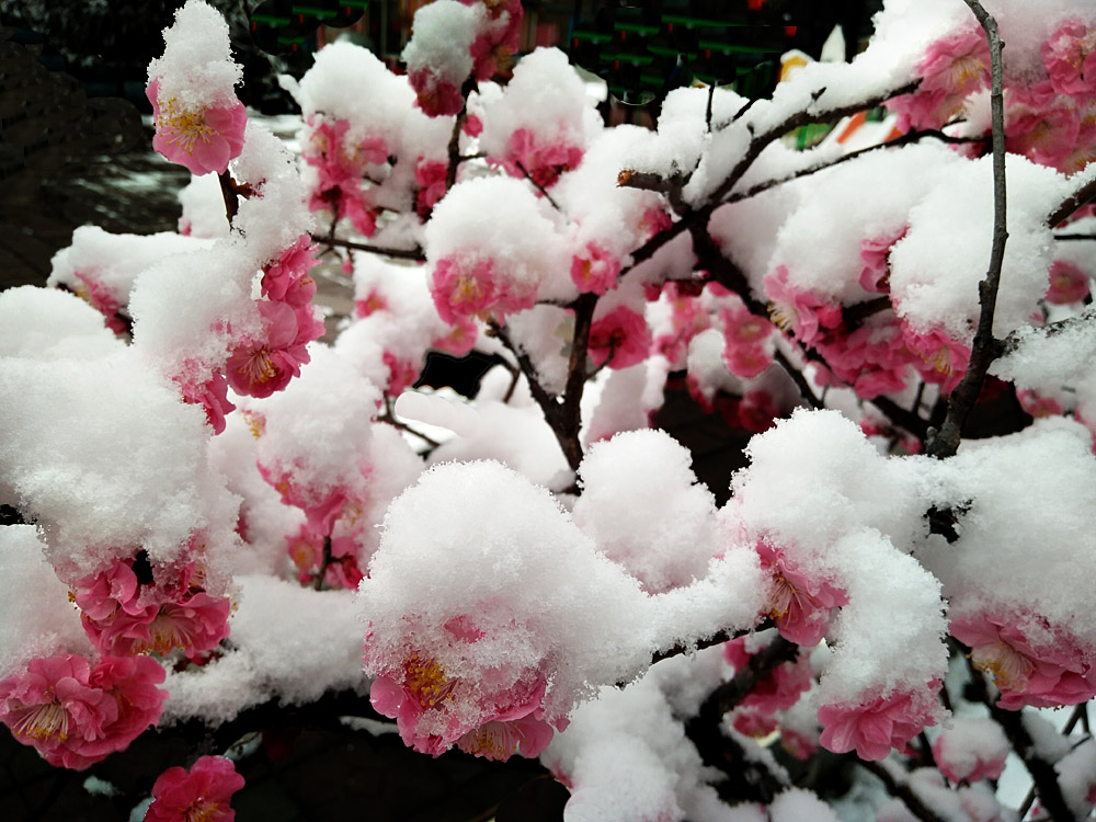 红梅 傲雪 (6).jpg