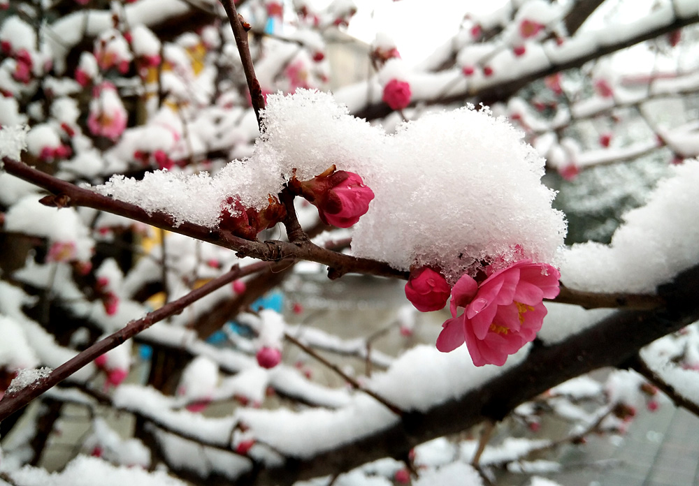 红梅 傲雪 (7).jpg