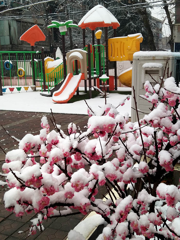 红梅 傲雪 (8).jpg