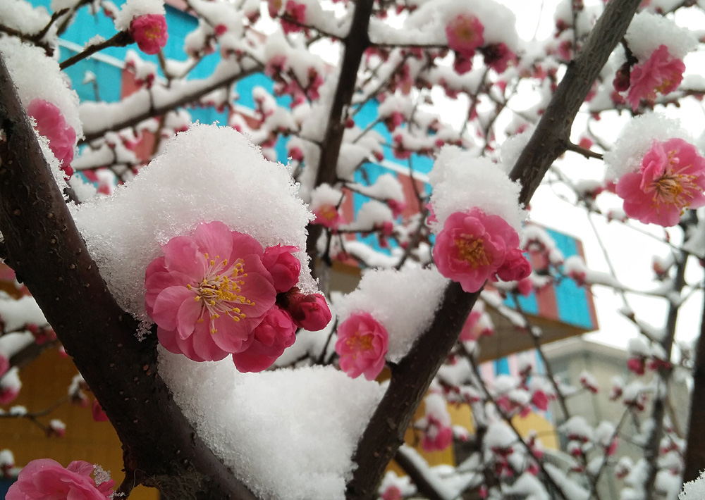 红梅 傲雪 (11).jpg