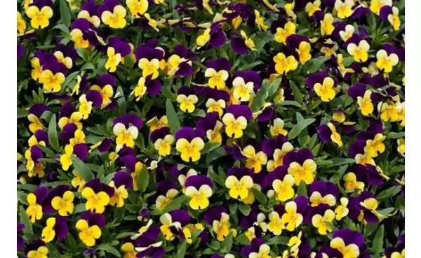 c26c61790c148b0d21b39285f8d1d8f6.jpg c26c61790c148b0d21b39285f8d1d8f6.jpg